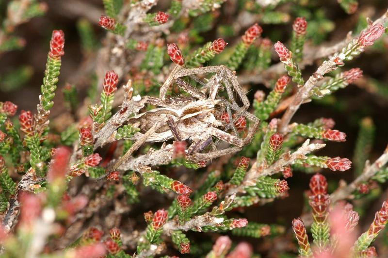 Pisaura_mirabilis_D3025_Z_84_NP De Hoge Veluwe_Nederland.jpg